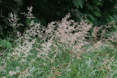 Rhynchelytrum repens